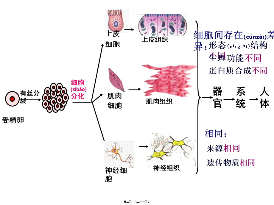 2022年医学专题—.2细胞分化.ppt_第2页