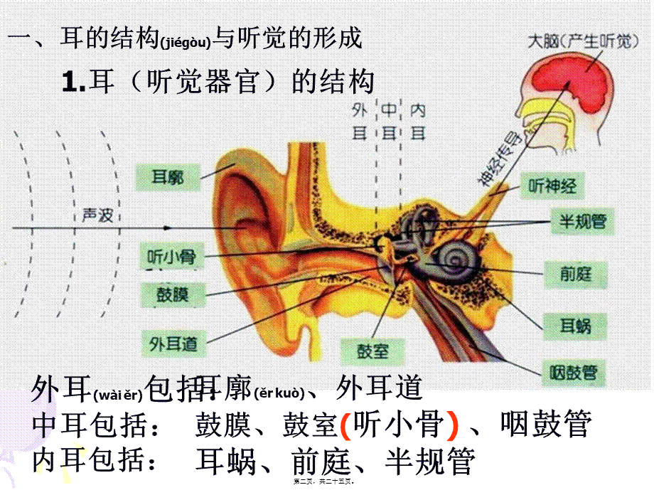 2022年医学专题—第3节-耳和听觉2.ppt_第2页