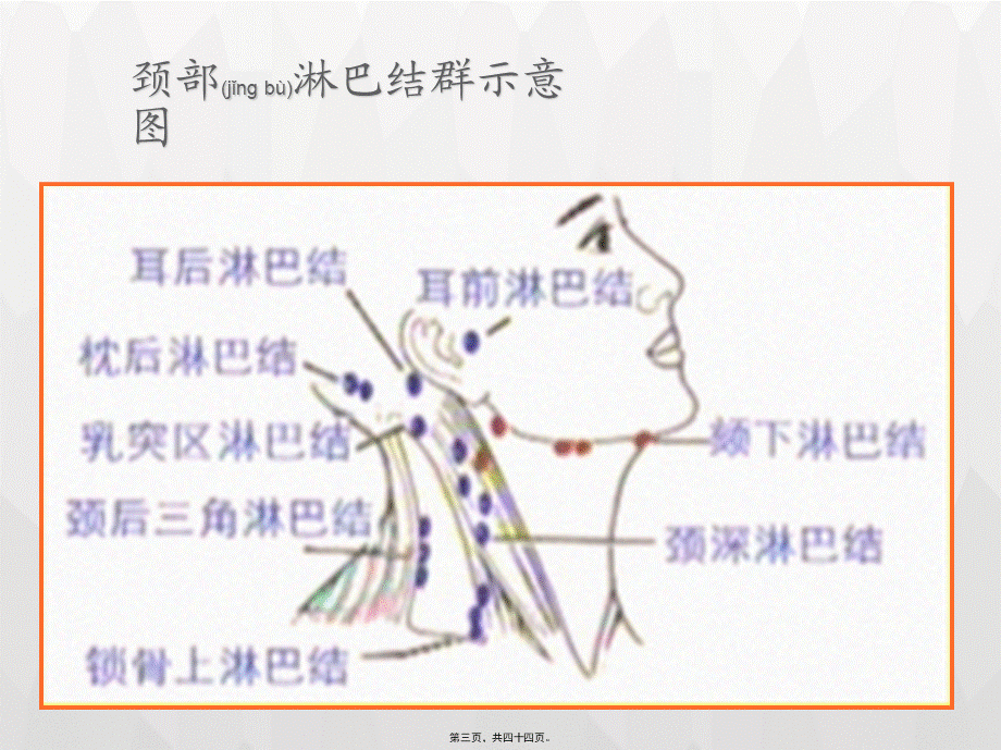 2022年医学专题—淋巴结检查.pptx_第3页