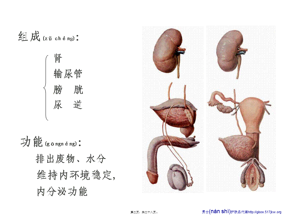 2022年医学专题—泌尿系统的组成部分及功能全解.ppt_第2页