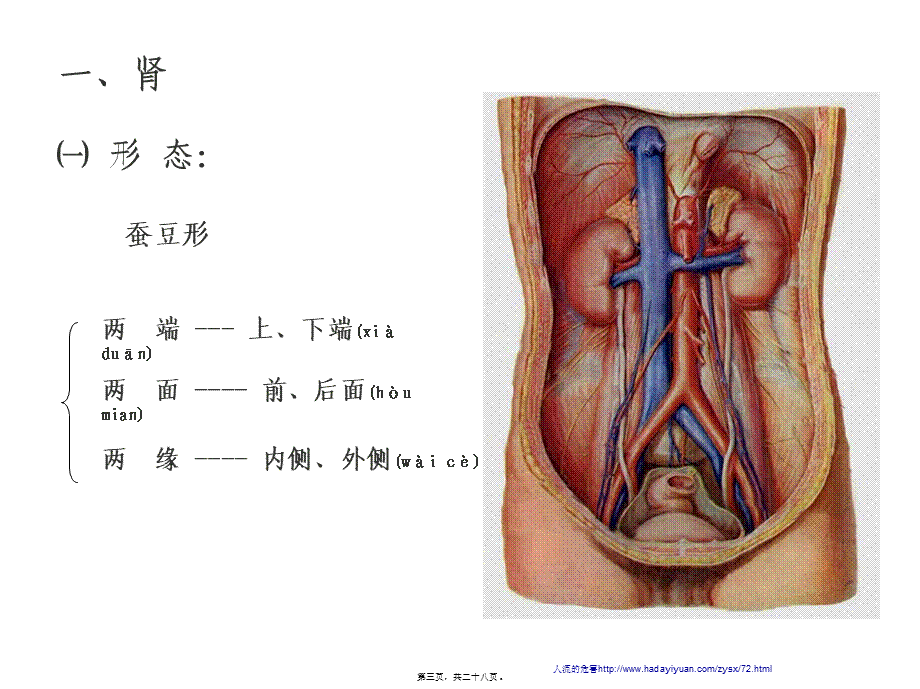 2022年医学专题—泌尿系统的组成部分及功能全解.ppt_第3页