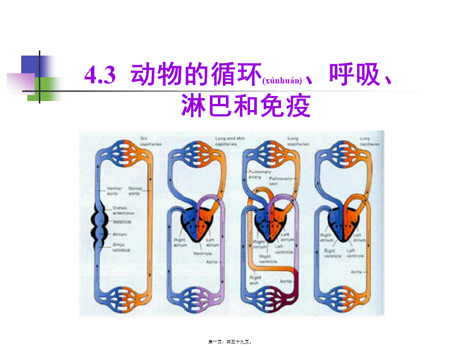 2022年医学专题—动物-4.3.-动物的循环呼吸淋巴与免疫.ppt_第1页