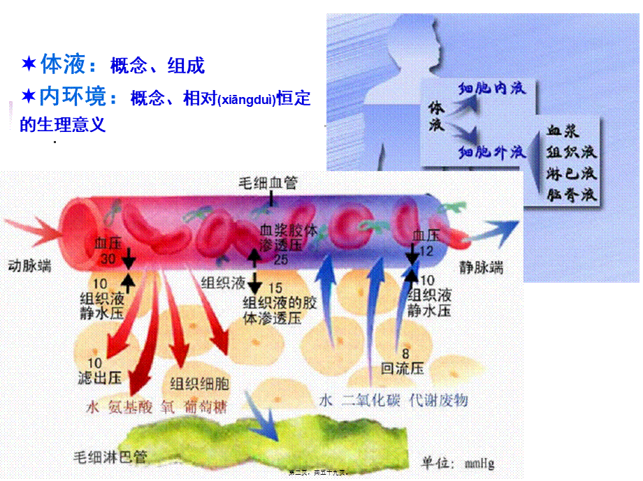 2022年医学专题—动物-4.3.-动物的循环呼吸淋巴与免疫.ppt_第2页