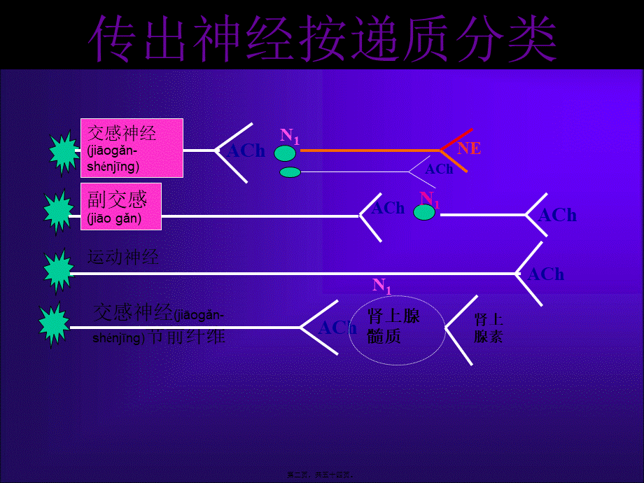 2022年医学专题—胆碱受体激动药和阻断药.ppt_第2页