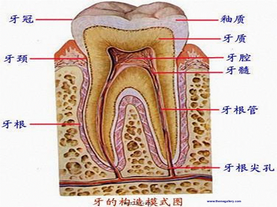 2022年医学专题—牙病的防治(新的-有删除).ppt_第3页