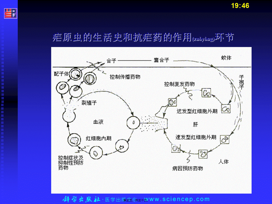 2022年医学专题—第三章-抗寄生虫病药.ppt_第3页