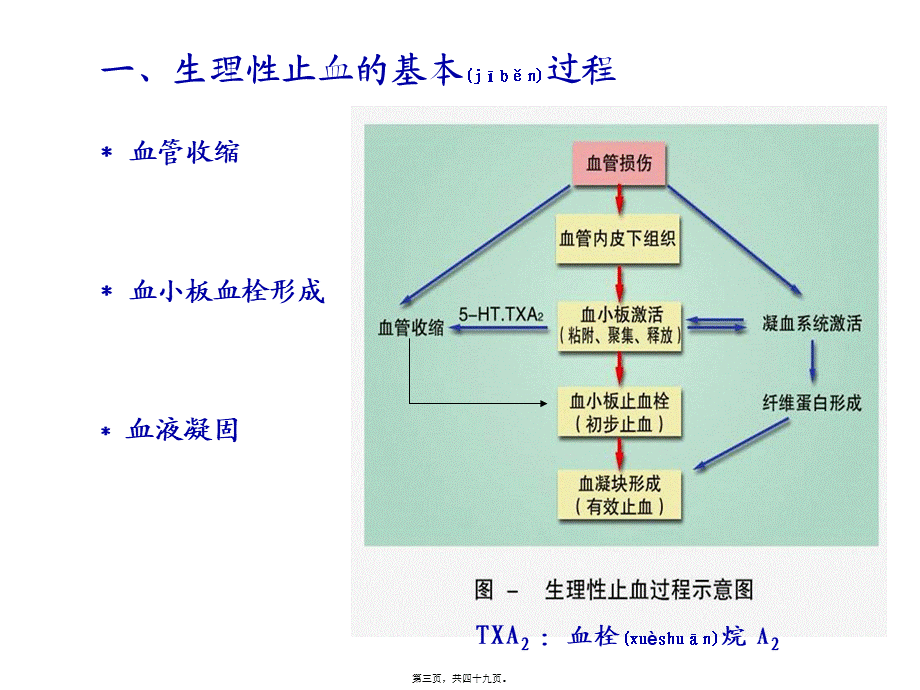 2022年医学专题—版本科-血液2.ppt_第3页