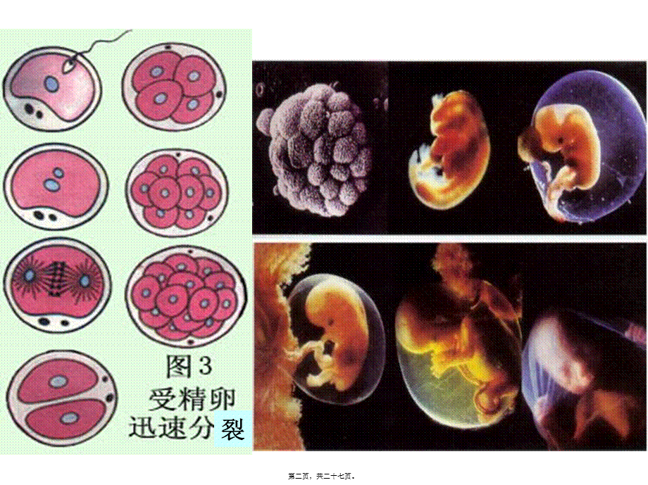 2022年医学专题—A.细胞分化是遗传物质改变的结果B..ppt_第2页