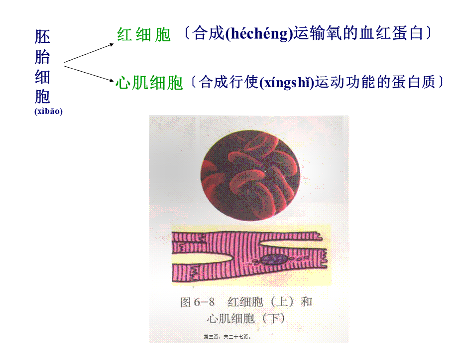 2022年医学专题—A.细胞分化是遗传物质改变的结果B..ppt_第3页