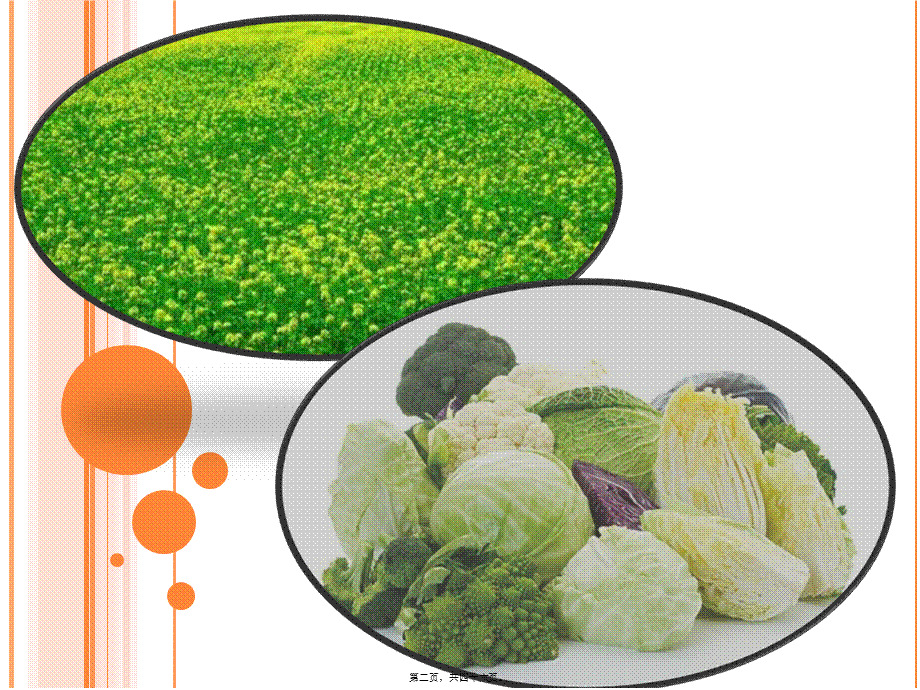 2022年医学专题—十字花科病虫害.ppt_第2页
