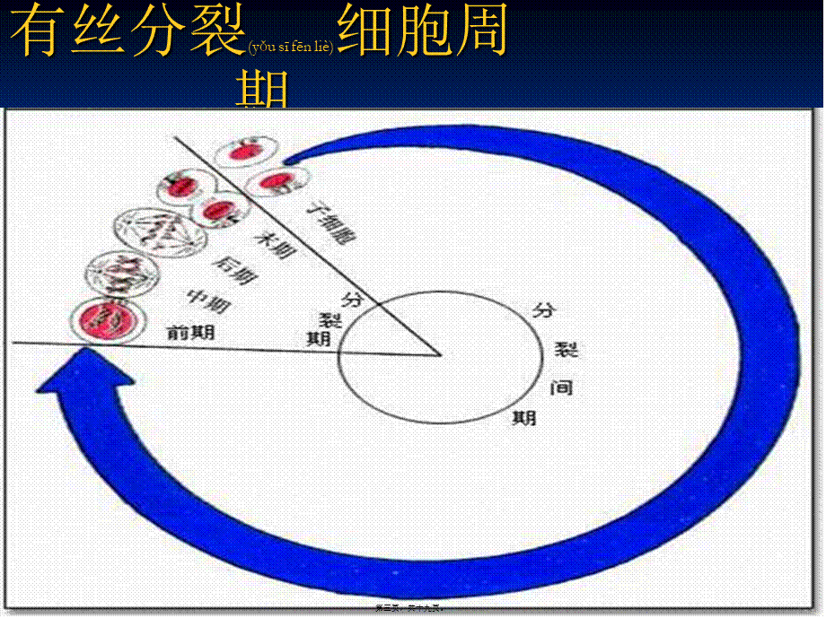 2022年医学专题—子细胞中的遗传物质与母细胞完全相同..ppt_第3页