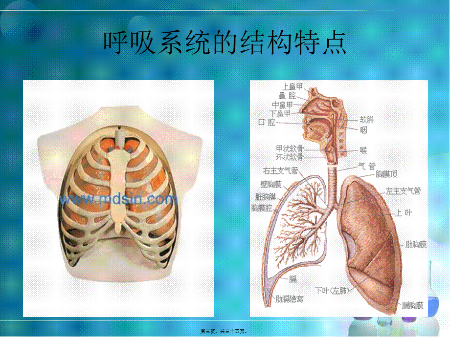 呼吸系统总论集.pptx_第3页