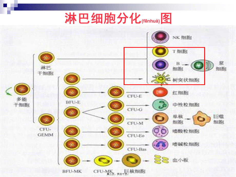 2022年医学专题—T淋巴细胞结果的解读2014全国会吴铁军.ppt_第2页