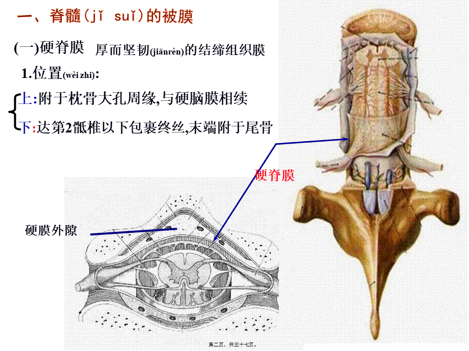 2022年医学专题—第九章脑和脊髓的被膜、脑脊液和血管.ppt_第2页