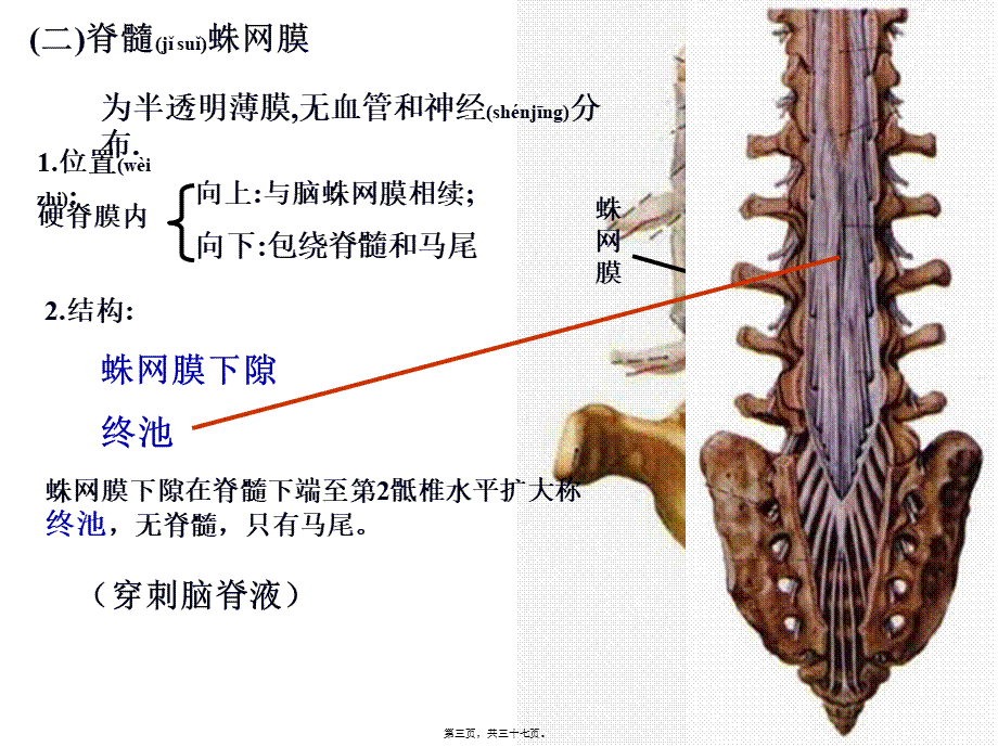 2022年医学专题—第九章脑和脊髓的被膜、脑脊液和血管.ppt_第3页