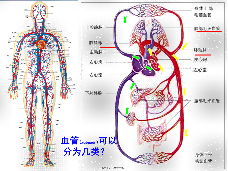 2022年医学专题—北师大版-血液循环.ppt_第1页