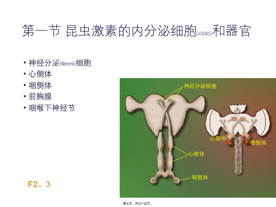 2022年医学专题—第九章—昆虫的内分泌系统与激素资料.ppt_第3页