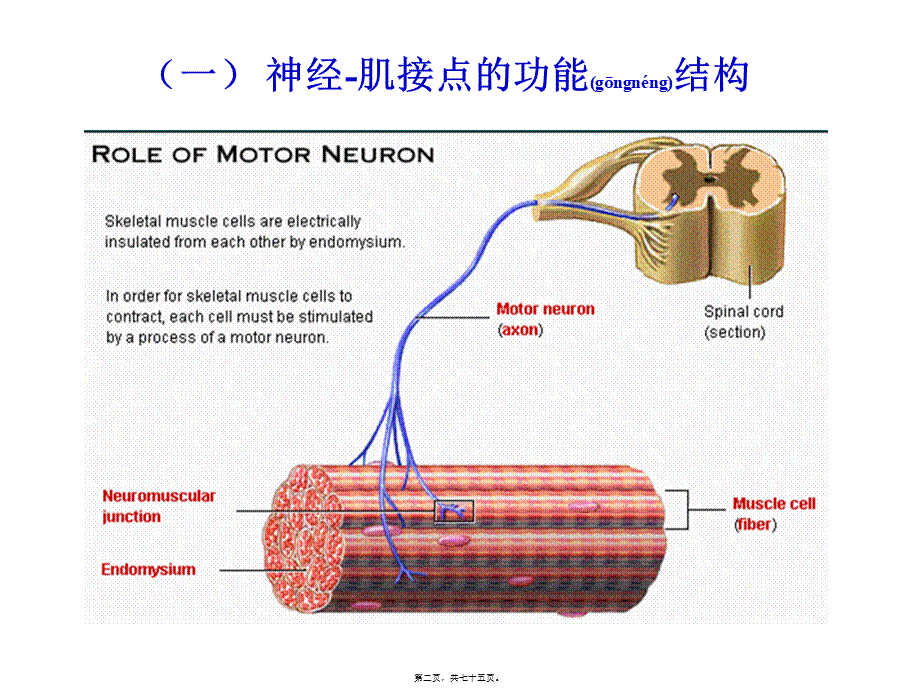 2022年医学专题—第五讲-肌细胞的收缩功能(2006).ppt_第2页