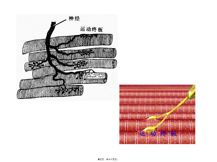 2022年医学专题—第五讲-肌细胞的收缩功能(2006).ppt_第3页