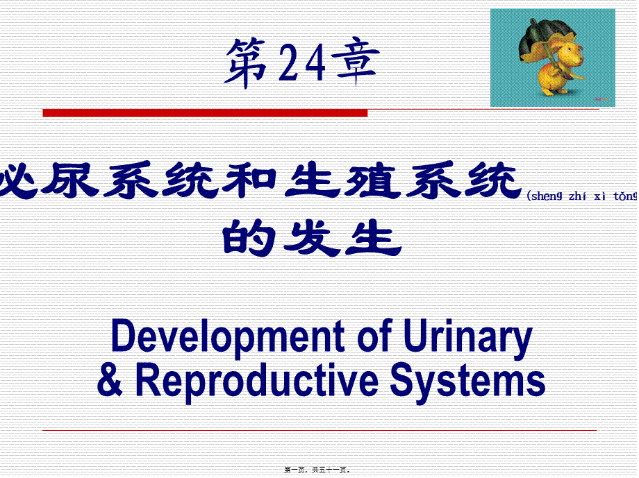 2022年医学专题—泌尿系统和生殖系统.ppt_第1页