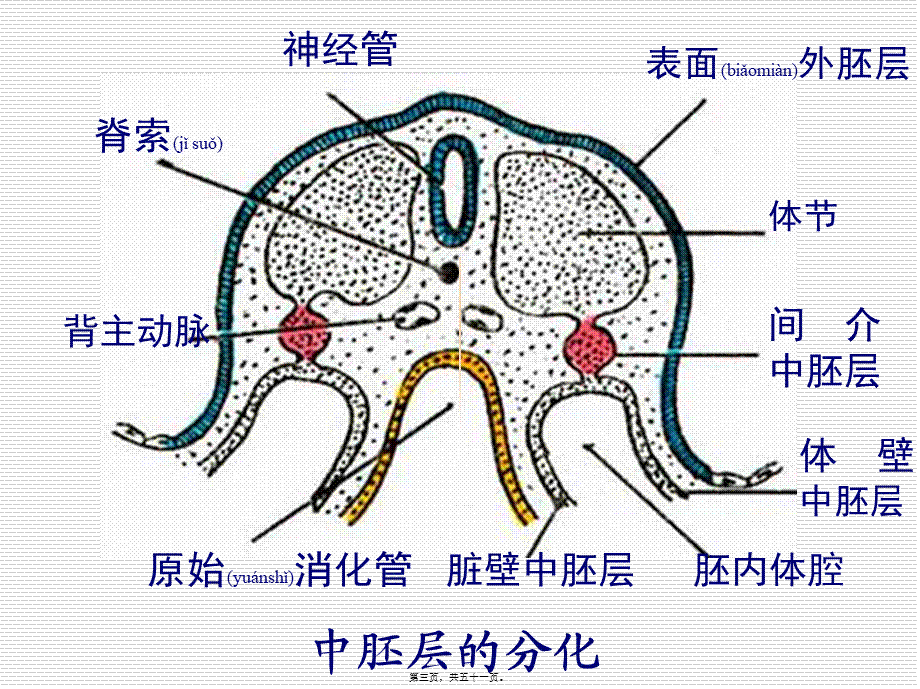 2022年医学专题—泌尿系统和生殖系统.ppt_第3页