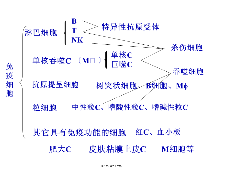 【免疫】2.T与B细胞.pptx_第2页