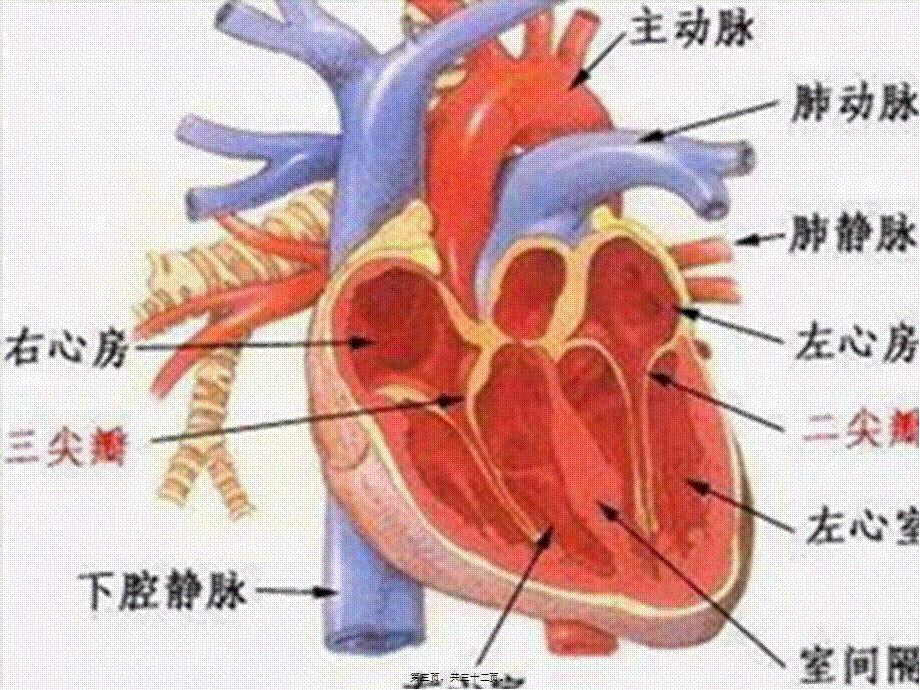 2022年医学专题—主动脉关闭不全..ppt_第3页