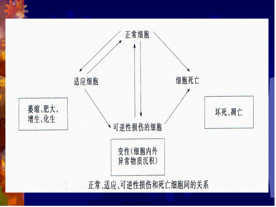 2022年医学专题—第02章--细胞和组织的损伤与修复(复习用).ppt_第2页