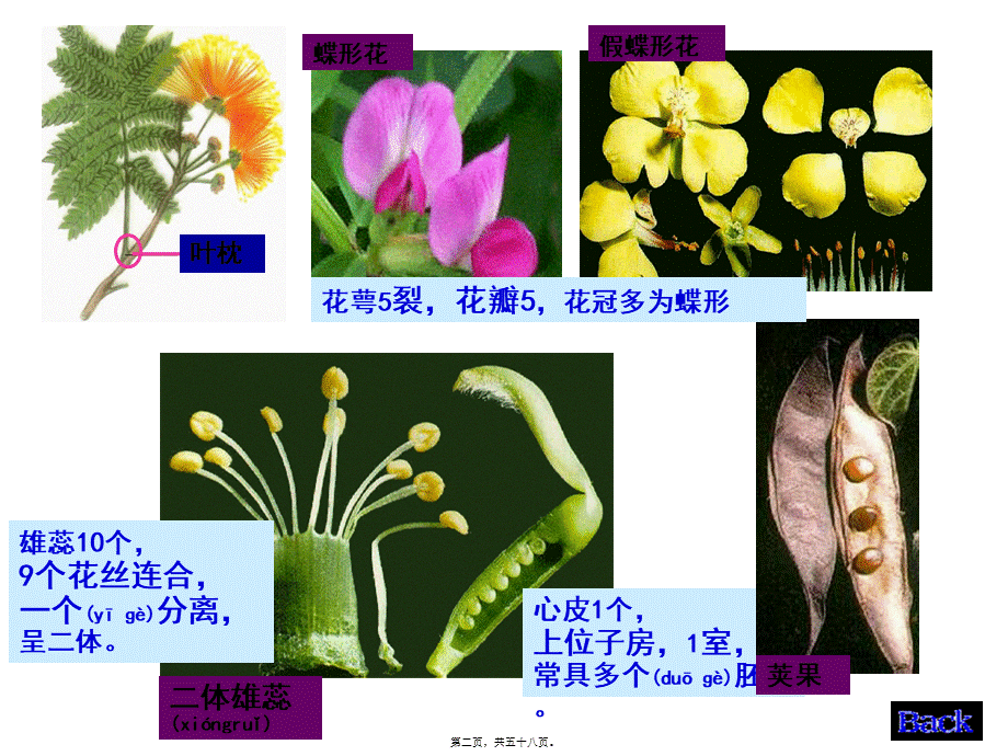 2022年医学专题—生药学--豆科.ppt_第2页