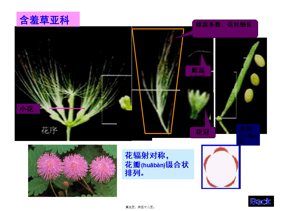 2022年医学专题—生药学--豆科.ppt_第3页