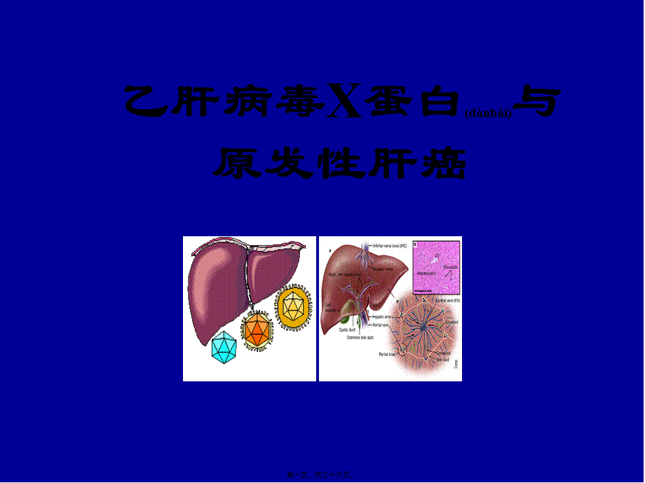 2022年医学专题—HBV-X-蛋白与原发性肝癌.ppt_第1页