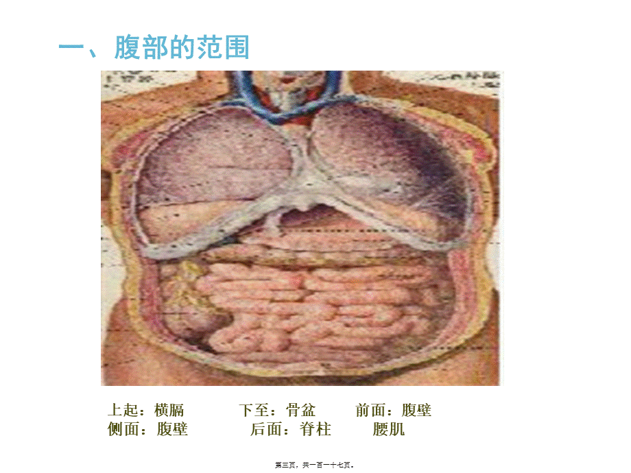 健康评估腹部.pptx_第3页