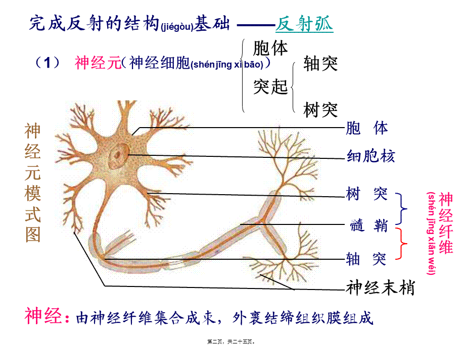 2022年医学专题—动物和人体生命活.ppt_第2页