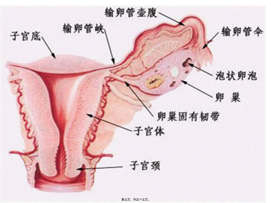 2022年医学专题—.预科异常妊娠.ppt_第3页