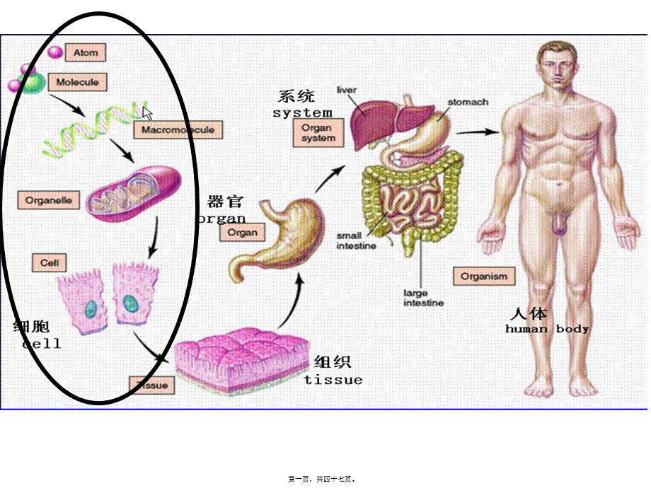 2022年医学专题—细胞和细胞间质ppt.ppt_第1页