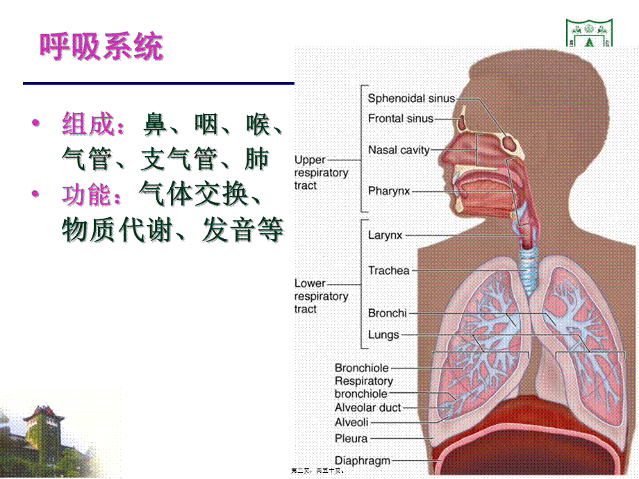 呼吸系统组织学20115.pptx_第2页