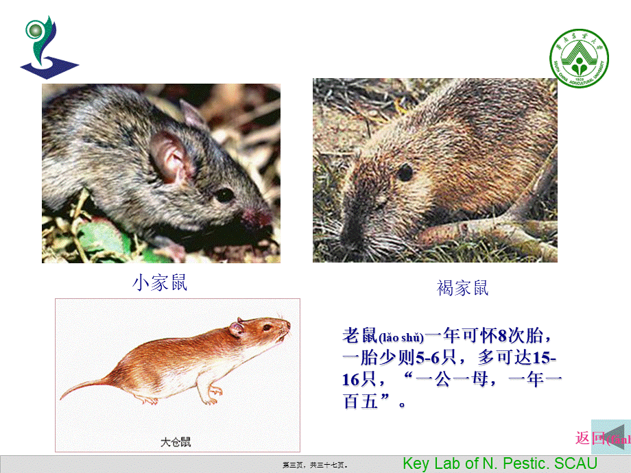 2022年医学专题—中国植物源农药的进展.ppt_第3页