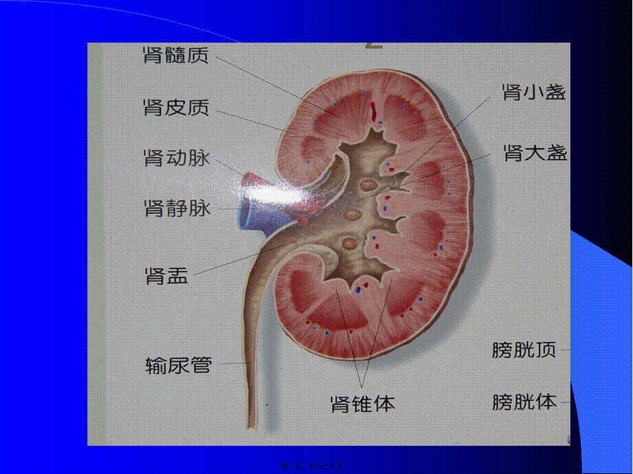 2022年医学专题—泌尿系统梗阻概论.ppt_第2页