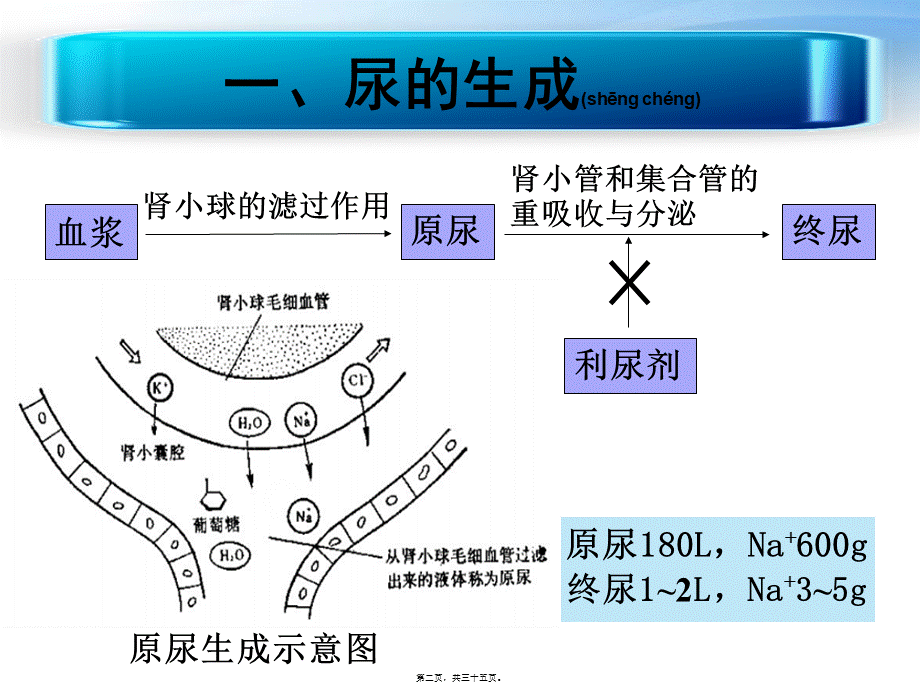 2022年医学专题—利尿剂概述.ppt_第2页