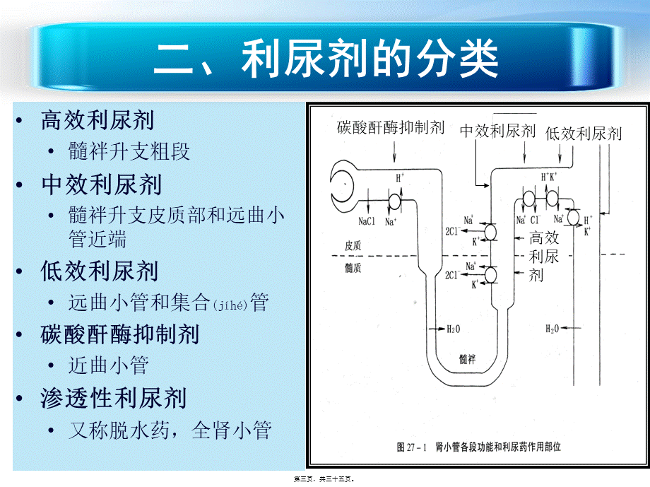 2022年医学专题—利尿剂概述.ppt_第3页