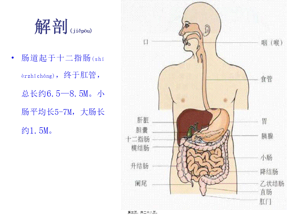 2022年医学专题—肠梗阻lcp143-14简述.ppt_第3页