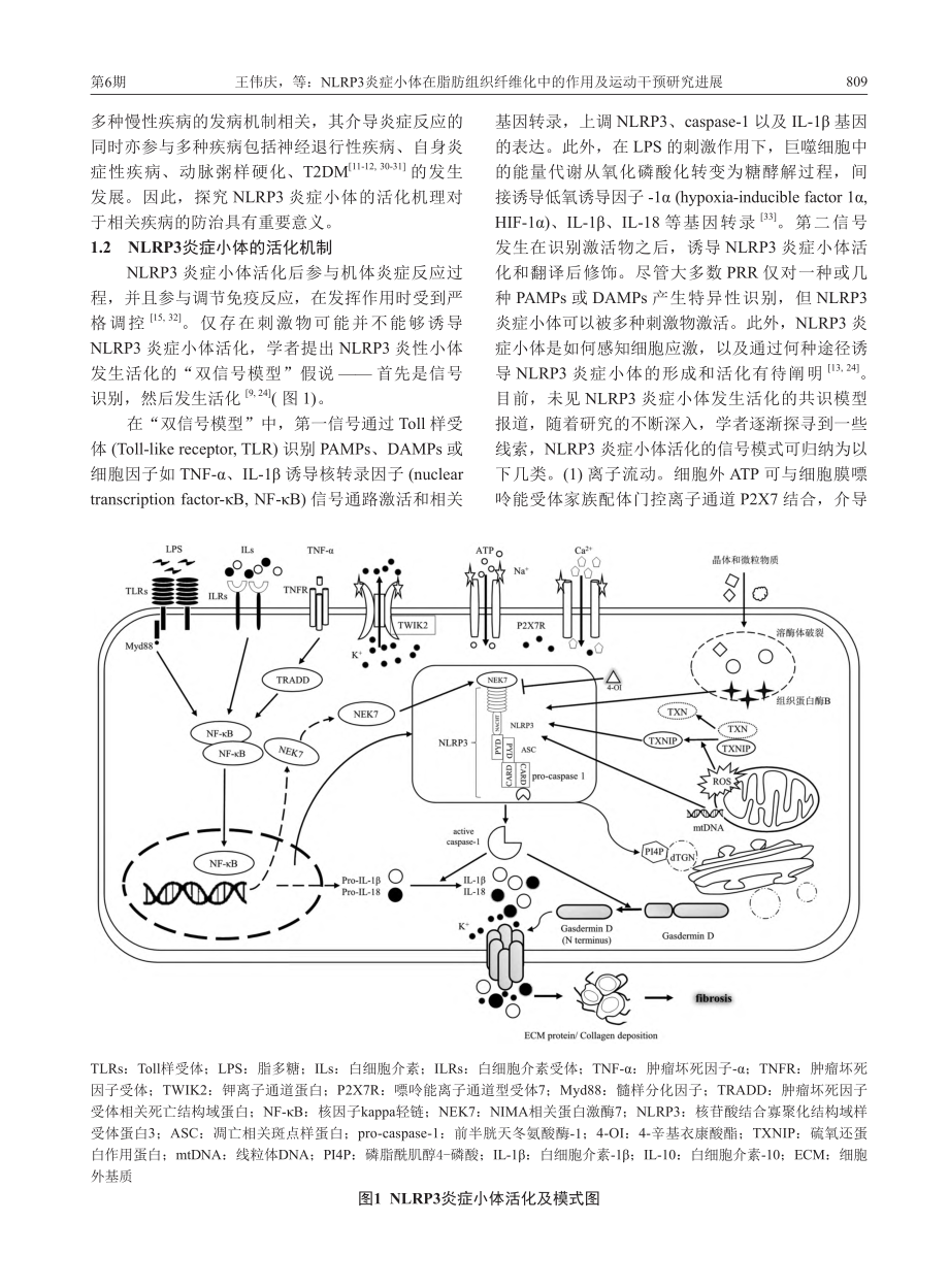 NLRP3炎症小体在脂肪组...中的作用及运动干预研究进展_王伟庆.pdf_第3页