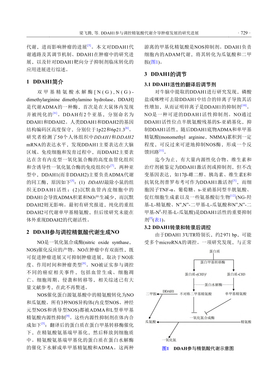 DDAH1参与调控精氨酸代谢介导肿瘤发展的研究进展_梁飞腾.pdf_第2页