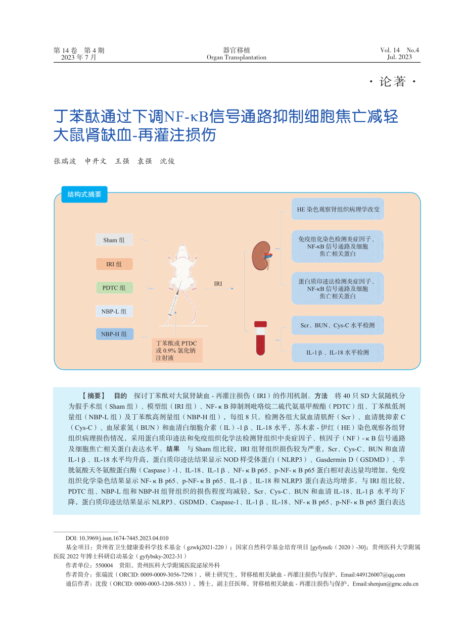 丁苯酞通过下调NF-κB信...减轻大鼠肾缺血-再灌注损伤_张瑞波.pdf_第1页