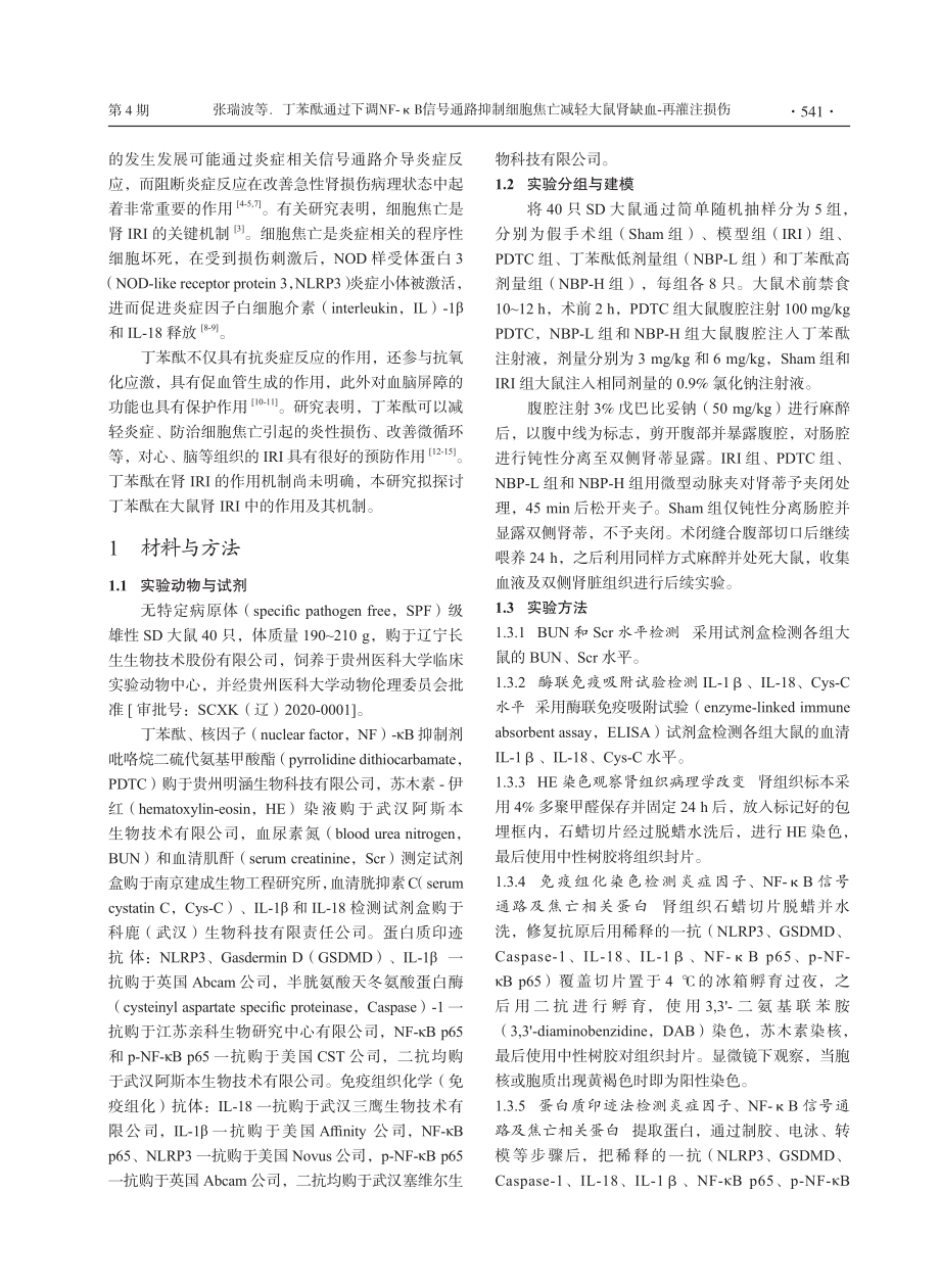 丁苯酞通过下调NF-κB信...减轻大鼠肾缺血-再灌注损伤_张瑞波.pdf_第3页