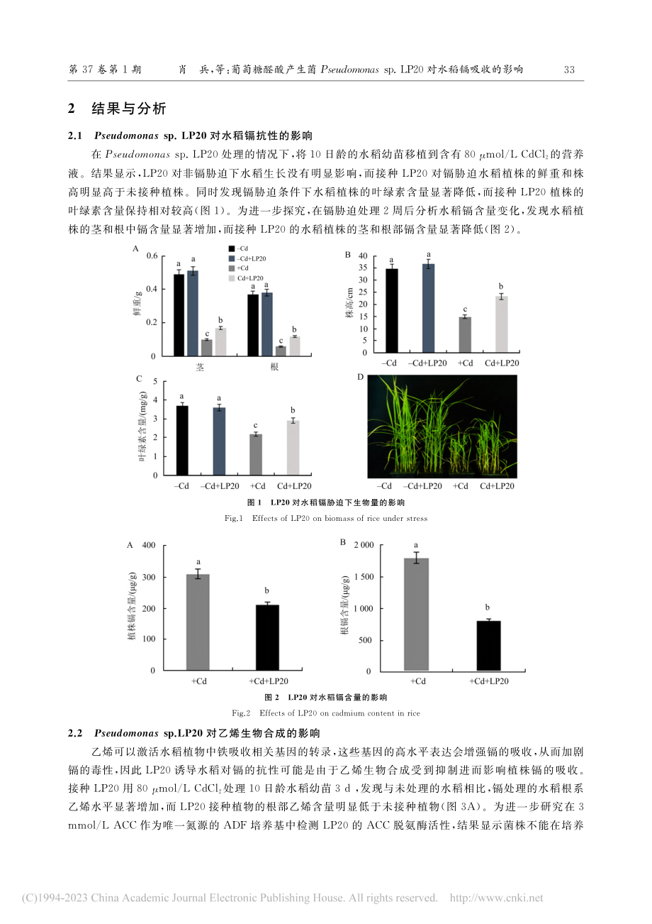 葡萄糖醛酸产生菌Pseud...LP20对水稻镉吸收的影响_肖兵.pdf_第3页