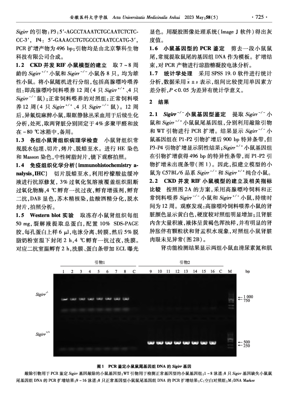 Sigirr缺失调控NF-κB并参与慢性肾病小鼠发生肾间质纤维化.pdf_第2页