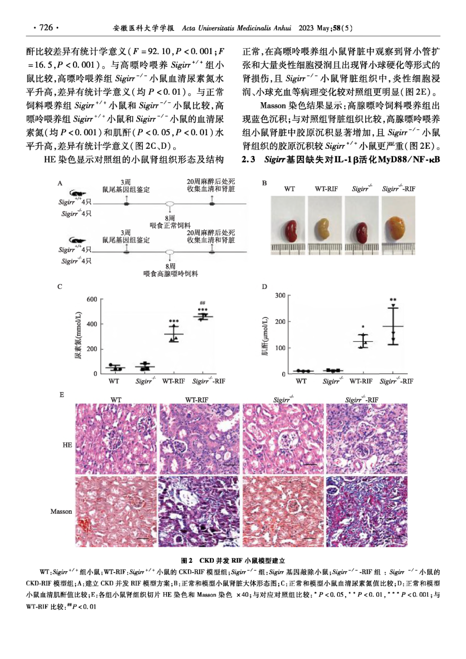 Sigirr缺失调控NF-κB并参与慢性肾病小鼠发生肾间质纤维化.pdf_第3页