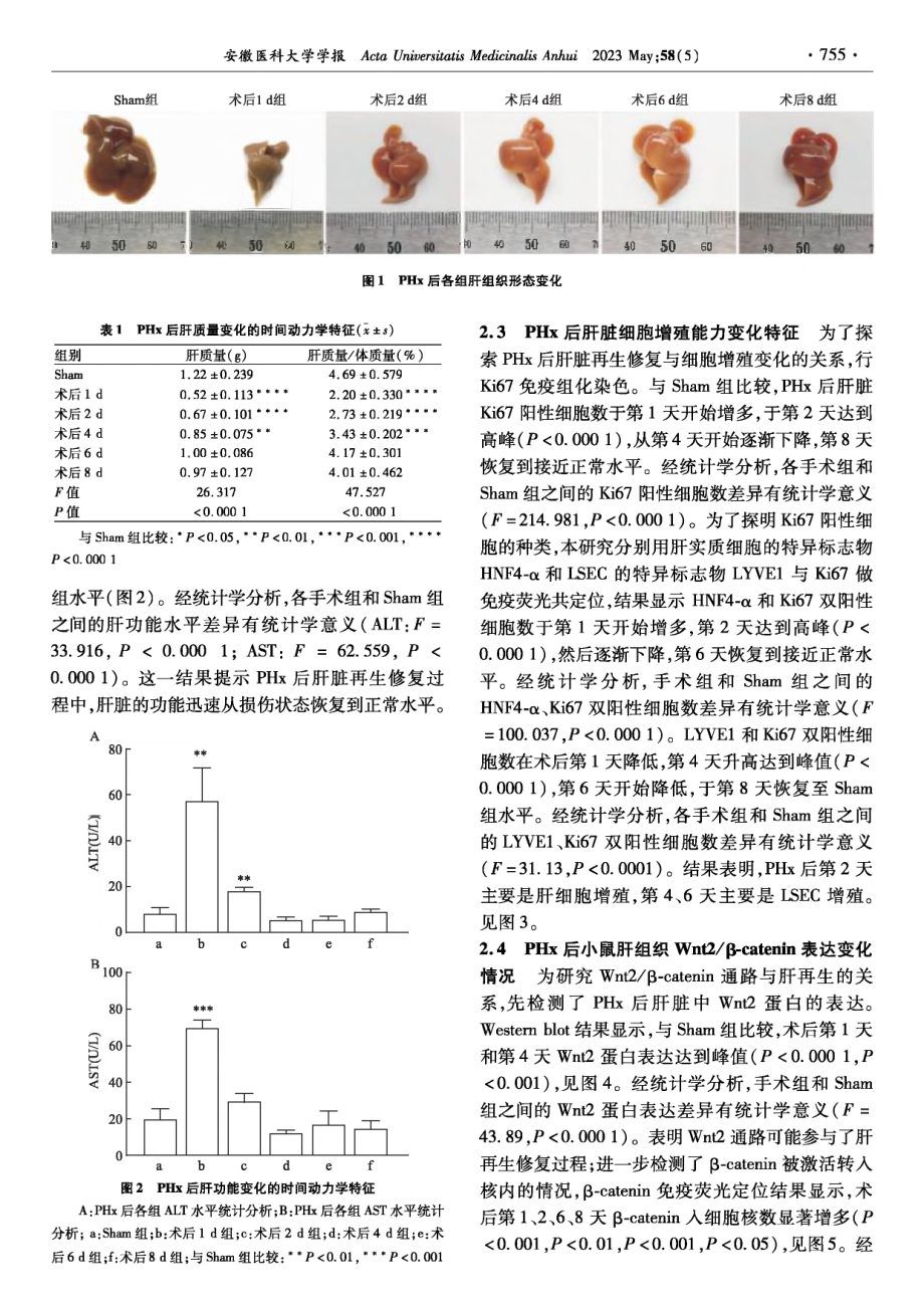 Wnt2_β-catenin通路在C57BL_6小鼠肝再生修复中的变化.pdf_第3页