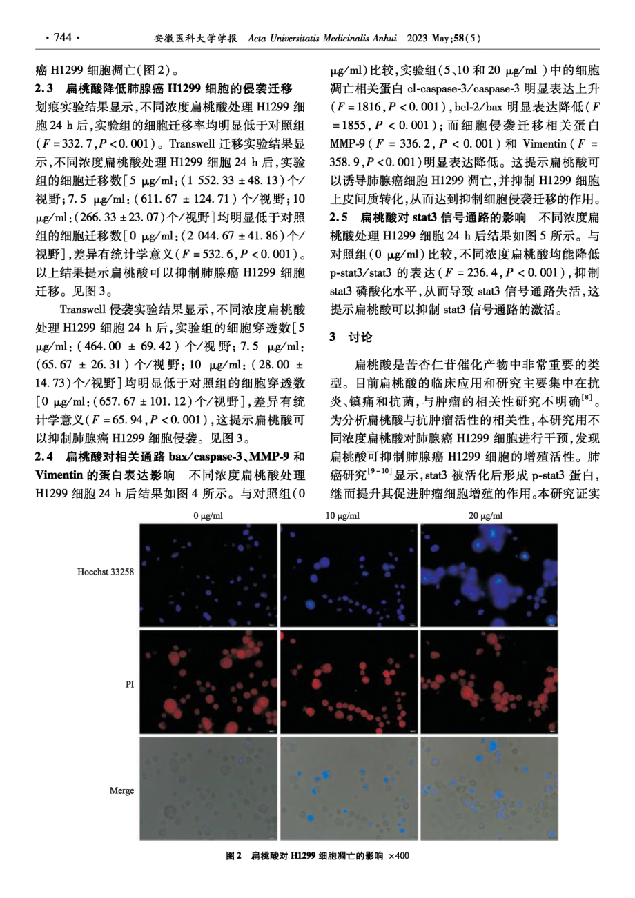 扁桃酸对肺腺癌H1299细胞增殖、凋亡和迁移能力的影响及其机制.pdf_第3页